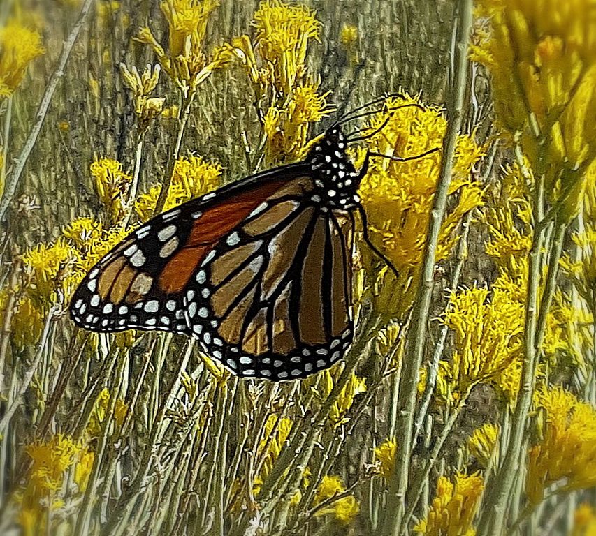 May There Be Monarchs in Your Life